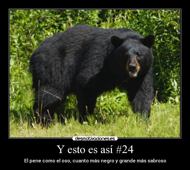 Y esto es así #24 - El pene como el oso, cuanto más negro y grande más sabroso