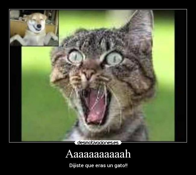 Aaaaaaaaaaah - Dijiste que eras un gato!!