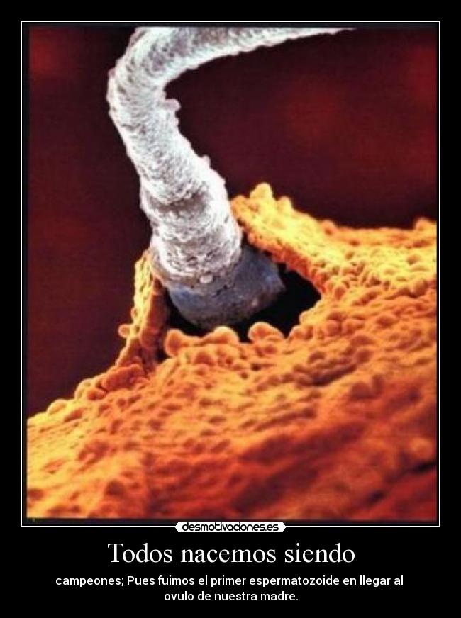 Todos nacemos siendo - campeones; Pues fuimos el primer espermatozoide en llegar al
ovulo de nuestra madre.