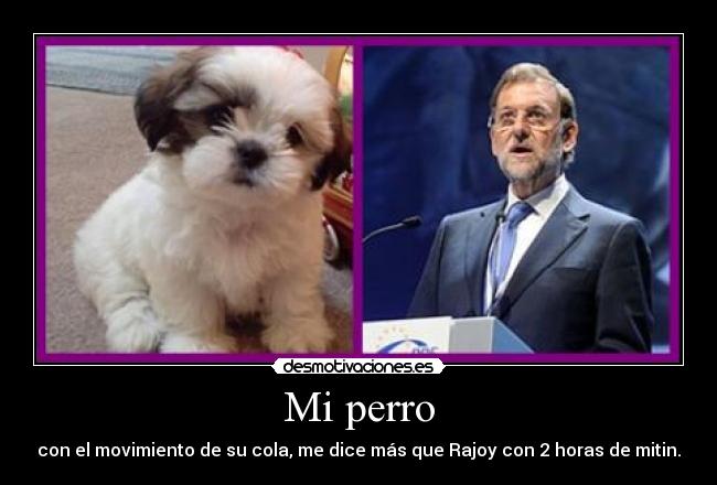 Mi perro - con el movimiento de su cola, me dice más que Rajoy con 2 horas de mitin.