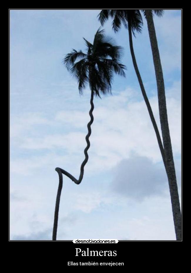 Palmeras - Ellas también envejecen
