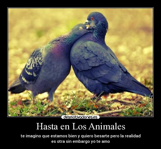 carteles animales hasta los animales imagino que estamos bien quiero besarte pero realidad otra amo desmotivaciones