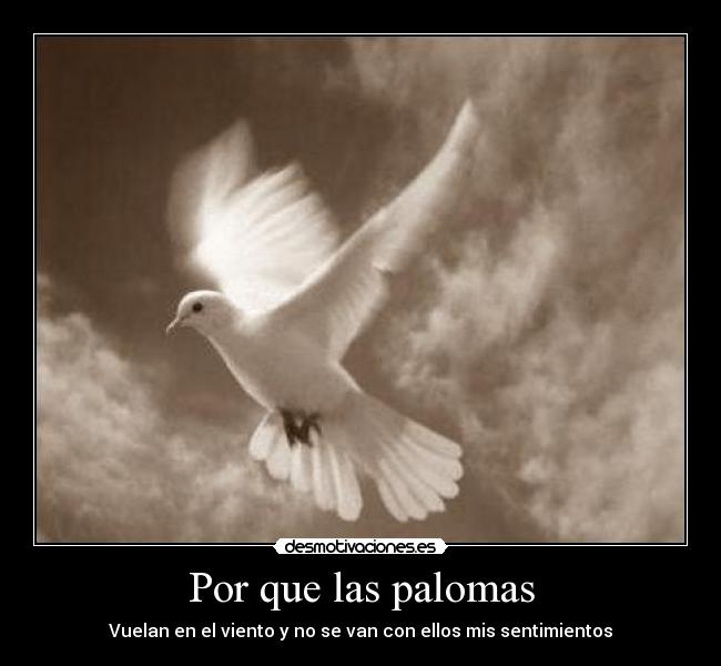 Por que las palomas - Vuelan en el viento y no se van con ellos mis sentimientos