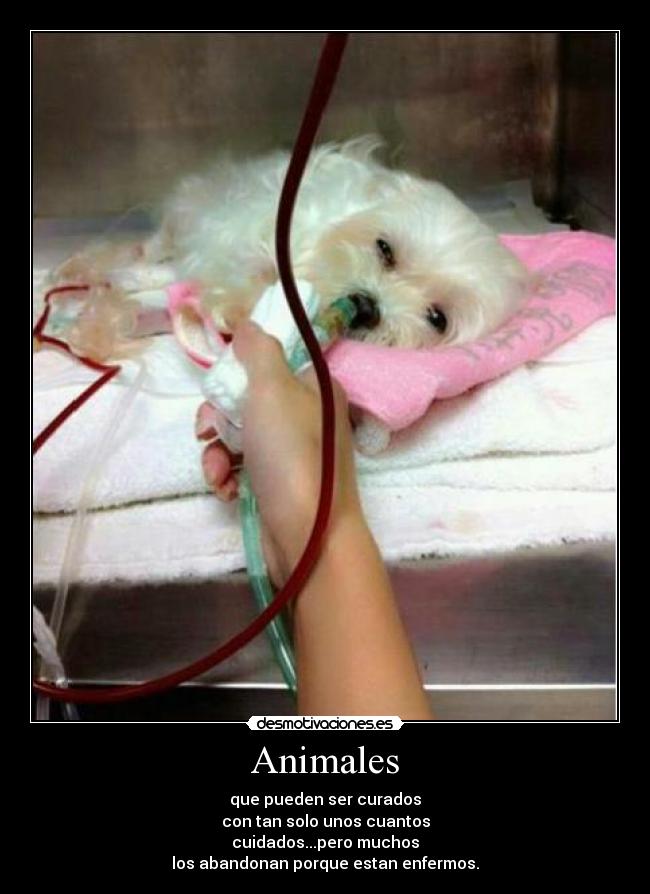 Animales - que pueden ser curados
con tan solo unos cuantos
cuidados...pero muchos
los abandonan porque estan enfermos.