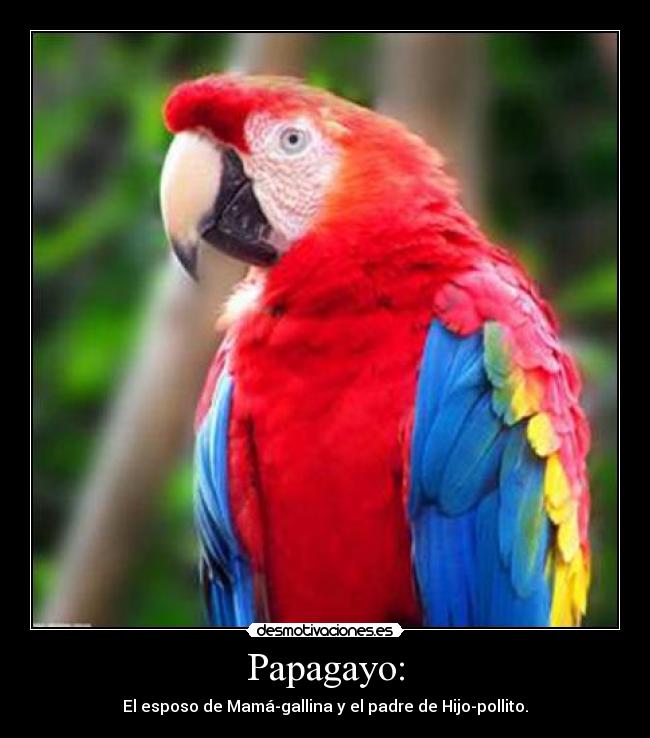 carteles papagayo gallo gallina mamagallina hijopollito pollito desmotivaciones