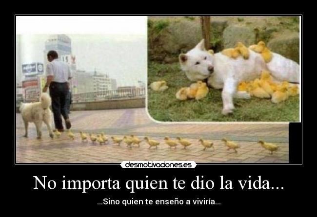 No importa quien te dio la vida... -
