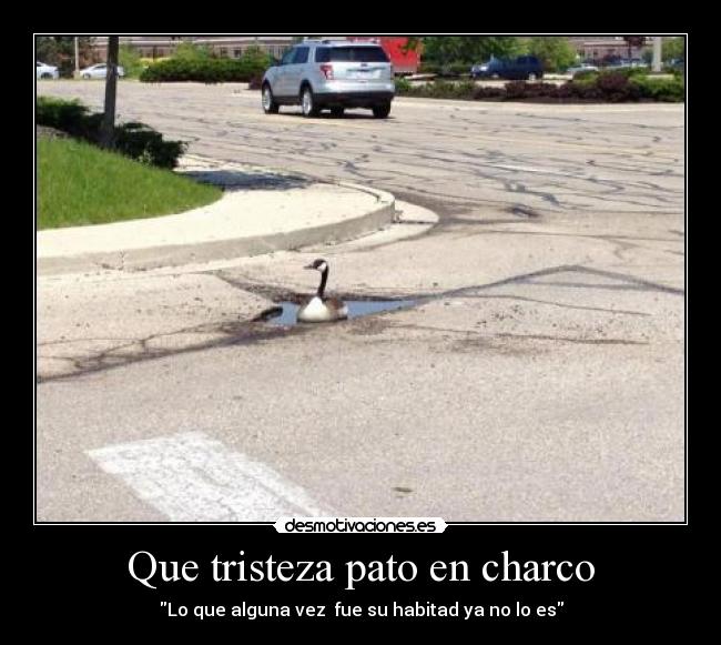 Que tristeza pato en charco - 
