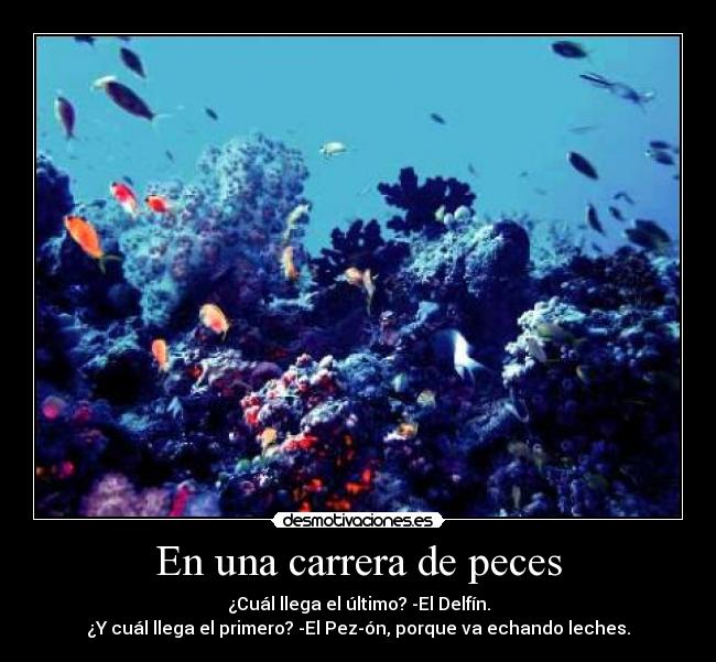 En una carrera de peces - 