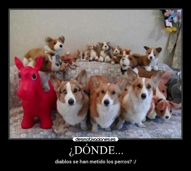¿DÓNDE... - diablos se han metido los perros? :/