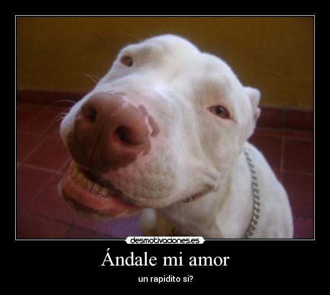 Ándale mi amor - 