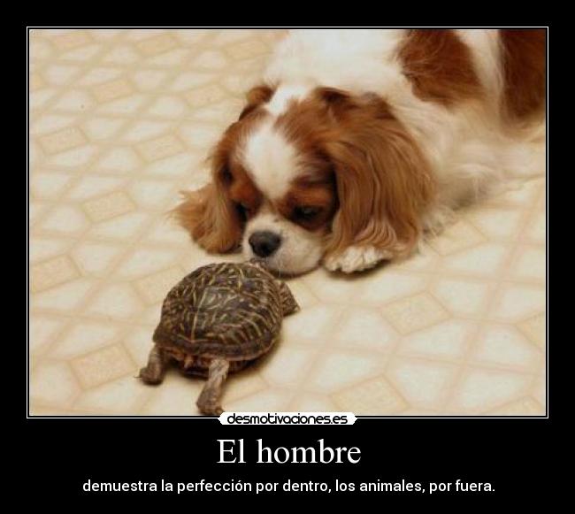 El hombre - demuestra la perfección por dentro, los animales, por fuera.