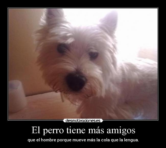 El perro tiene más amigos - 