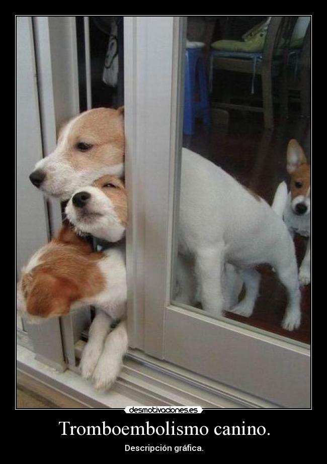 Tromboembolismo canino. - 