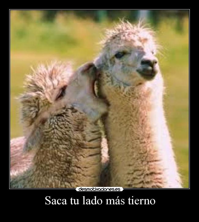 Saca tu lado más tierno -