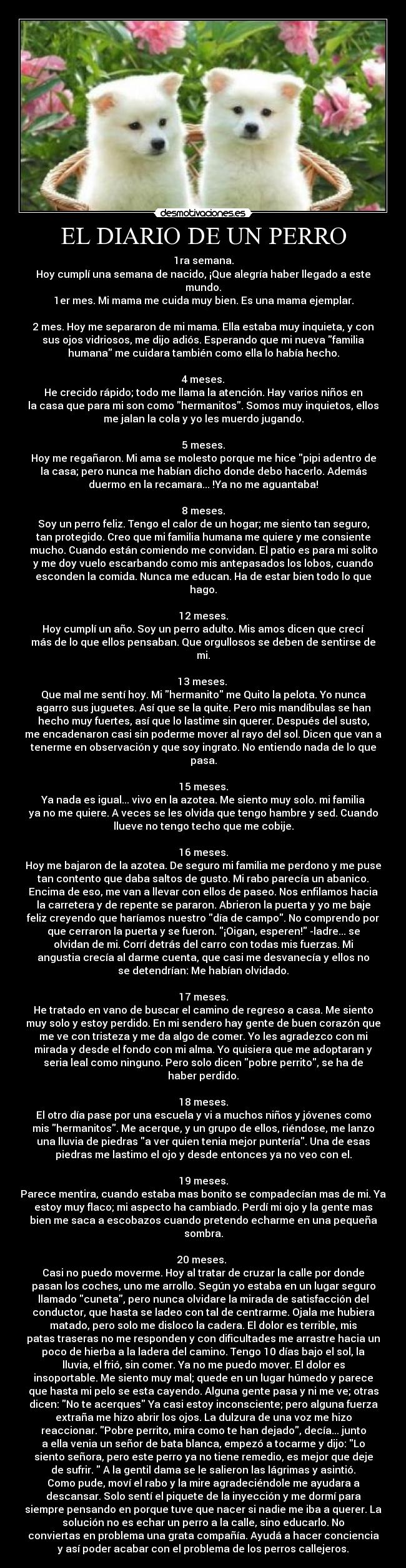 EL DIARIO DE UN PERRO - 1ra semana.
Hoy cumplí una semana de nacido, ¡Que alegría haber llegado a este
mundo.
1er mes. Mi mama me cuida muy bien. Es una mama ejemplar.
2 mes. Hoy me separaron de mi mama. Ella estaba muy inquieta, y con
sus ojos vidriosos, me dijo adiós. Esperando que mi nueva familia
humana me cuidara también como ella lo había hecho.
4 meses.
He crecido rápido; todo me llama la atención. Hay varios niños en
la casa que para mi son como hermanitos. Somos muy inquietos, ellos
me jalan la cola y yo les muerdo jugando.
5 meses.
Hoy me regañaron. Mi ama se molesto porque me hice pipi adentro de
la casa; pero nunca me habían dicho donde debo hacerlo. Además
duermo en la recamara... !Ya no me aguantaba!
8 meses.
Soy un perro feliz. Tengo el calor de un hogar; me siento tan seguro,
tan protegido. Creo que mi familia humana me quiere y me consiente
mucho. Cuando están comiendo me convidan. El patio es para mi solito
y me doy vuelo escarbando como mis antepasados los lobos, cuando
esconden la comida. Nunca me educan. Ha de estar bien todo lo que
hago.
12 meses.
Hoy cumplí un año. Soy un perro adulto. Mis amos dicen que crecí
más de lo que ellos pensaban. Que orgullosos se deben de sentirse de
mi.
13 meses.
Que mal me sentí hoy. Mi hermanito me Quito la pelota. Yo nunca
agarro sus juguetes. Así que se la quite. Pero mis mandíbulas se han
hecho muy fuertes, así que lo lastime sin querer. Después del susto,
me encadenaron casi sin poderme mover al rayo del sol. Dicen que van a
tenerme en observación y que soy ingrato. No entiendo nada de lo que
pasa.
15 meses.
Ya nada es igual... vivo en la azotea. Me siento muy solo. mi familia
ya no me quiere. A veces se les olvida que tengo hambre y sed. Cuando
llueve no tengo techo que me cobije.
16 meses.
Hoy me bajaron de la azotea. De seguro mi familia me perdono y me puse
tan contento que daba saltos de gusto. Mi rabo parecía un abanico.
Encima de eso, me van a llevar con ellos de paseo. Nos enfilamos hacia
la carretera y de repente se pararon. Abrieron la puerta y yo me baje
feliz creyendo que haríamos nuestro día de campo. No comprendo por
que cerraron la puerta y se fueron. ¡Oigan, esperen! -ladre... se
olvidan de mi. Corrí detrás del carro con todas mis fuerzas. Mi
angustia crecía al darme cuenta, que casi me desvanecía y ellos no
se detendrían: Me habían olvidado.
17 meses.
He tratado en vano de buscar el camino de regreso a casa. Me siento
muy solo y estoy perdido. En mi sendero hay gente de buen corazón que
me ve con tristeza y me da algo de comer. Yo les agradezco con mi
mirada y desde el fondo con mi alma. Yo quisiera que me adoptaran y
seria leal como ninguno. Pero solo dicen pobre perrito, se ha de
haber perdido.
18 meses.
El otro día pase por una escuela y vi a muchos niños y jóvenes como
mis hermanitos. Me acerque, y un grupo de ellos, riéndose, me lanzo
una lluvia de piedras a ver quien tenia mejor puntería. Una de esas
piedras me lastimo el ojo y desde entonces ya no veo con el.
19 meses.
Parece mentira, cuando estaba mas bonito se compadecían mas de mi. Ya
estoy muy flaco; mi aspecto ha cambiado. Perdí mi ojo y la gente mas
bien me saca a escobazos cuando pretendo echarme en una pequeña
sombra.
20 meses.
Casi no puedo moverme. Hoy al tratar de cruzar la calle por donde
pasan los coches, uno me arrollo. Según yo estaba en un lugar seguro
llamado cuneta, pero nunca olvidare la mirada de satisfacción del
conductor, que hasta se ladeo con tal de centrarme. Ojala me hubiera
matado, pero solo me disloco la cadera. El dolor es terrible, mis
patas traseras no me responden y con dificultades me arrastre hacia un
poco de hierba a la ladera del camino. Tengo 10 días bajo el sol, la
lluvia, el frió, sin comer. Ya no me puedo mover. El dolor es
insoportable. Me siento muy mal; quede en un lugar húmedo y parece
que hasta mi pelo se esta cayendo. Alguna gente pasa y ni me ve; otras
dicen: No te acerques Ya casi estoy inconsciente; pero alguna fuerza
extraña me hizo abrir los ojos. La dulzura de una voz me hizo
reaccionar. Pobre perrito, mira como te han dejado, decía... junto
a ella venia un señor de bata blanca, empezó a tocarme y dijo: Lo
siento señora, pero este perro ya no tiene remedio, es mejor que deje
de sufrir. A la gentil dama se le salieron las lágrimas y asintió.
Como pude, moví el rabo y la mire agradeciéndole me ayudara a
descansar. Solo sentí el piquete de la inyección y me dormí para
siempre pensando en porque tuve que nacer si nadie me iba a querer. La
solución no es echar un perro a la calle, sino educarlo. No
conviertas en problema una grata compañía. Ayudá a hacer conciencia
y así poder acabar con el problema de los perros callejeros.