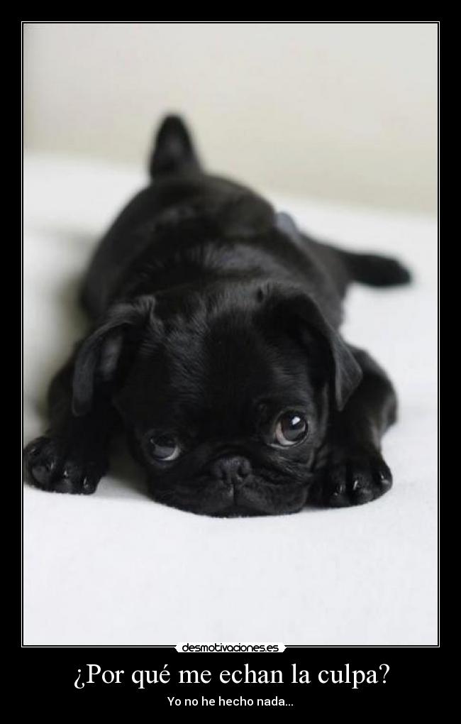 ¿Por qué me echan la culpa? - Yo no he hecho nada...