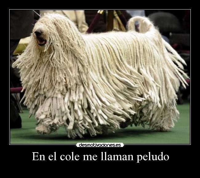 En el cole me llaman peludo - 