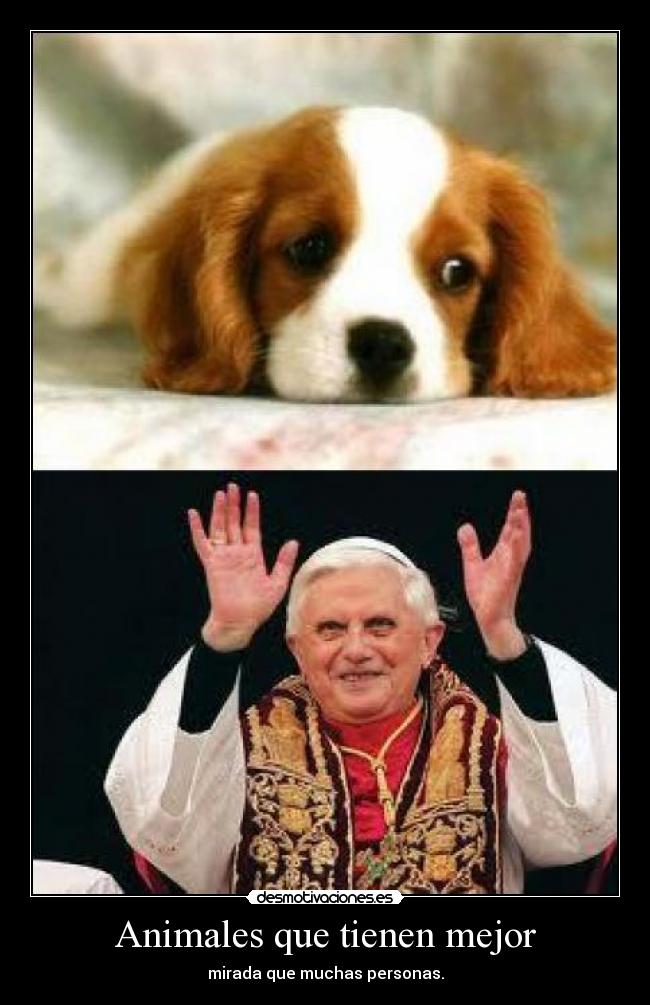 Animales que tienen mejor - mirada que muchas personas.
