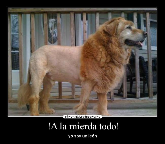 !A la mierda todo! - yo soy un león