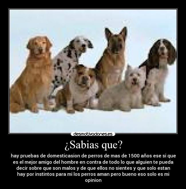 ¿Sabias que? - hay pruebas de domesticasion de perros de mas de 1500 años ese si que
es el mejor amigo del hombre en contra de todo lo que alguien te pueda
decir sobre que son malos y de que ellos no sientes y que solo estan
hay por instintos para mi los perros aman pero bueno eso solo es mi
opinion