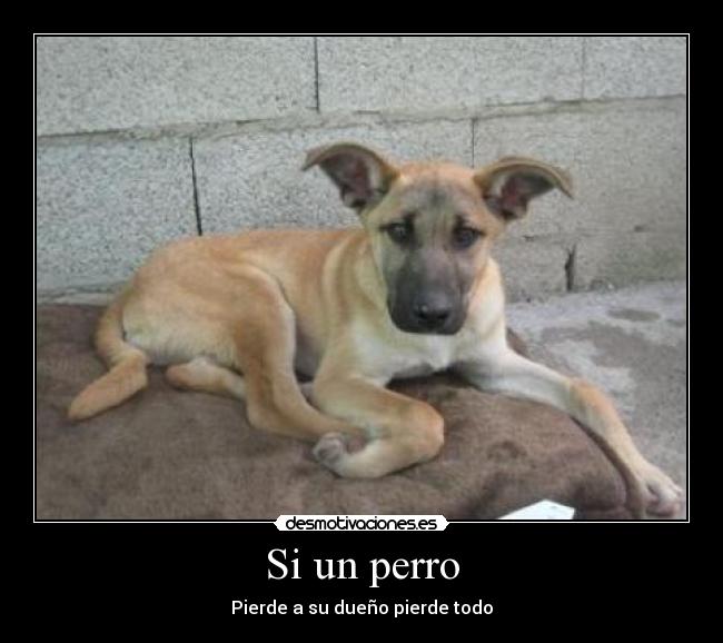 Si un perro -