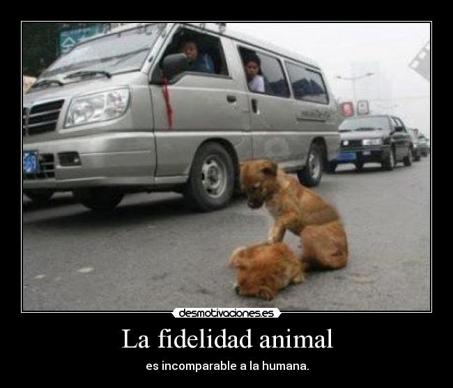 La fidelidad animal - es incomparable a la humana.