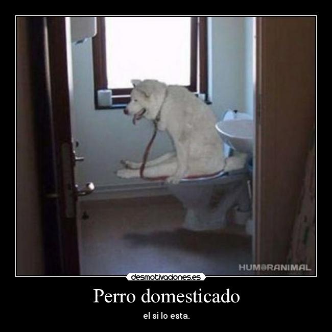 Perro domesticado - el si lo esta.