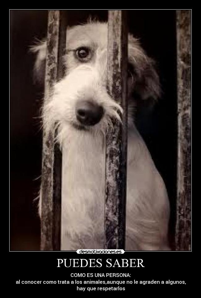 carteles animal compania desmotivaciones