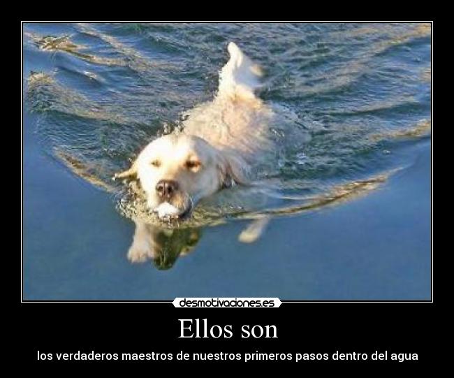 Ellos son - los verdaderos maestros de nuestros primeros pasos dentro del agua