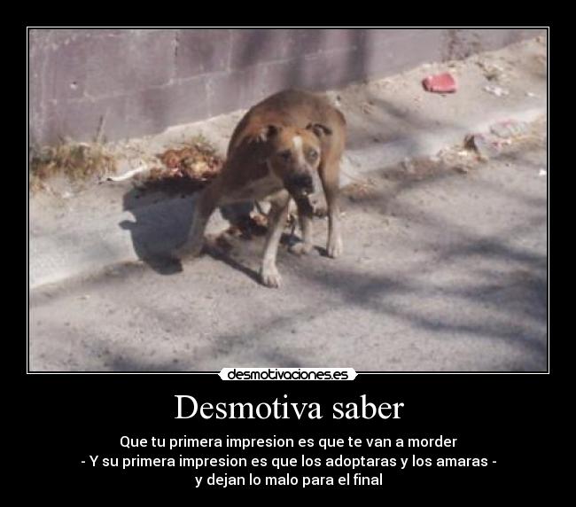 carteles desmotiva los perros desmotivaciones