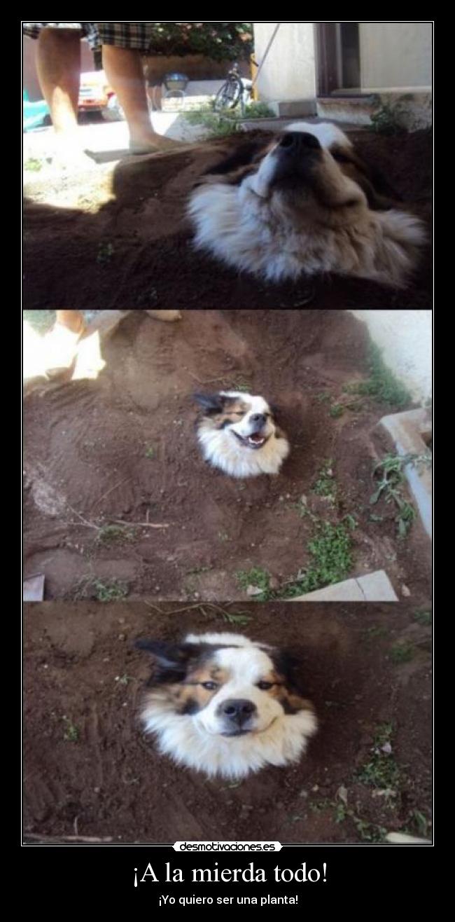 carteles auros lol perro planta descojone desmotivaciones