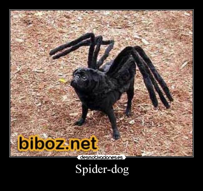 Spider-dog - 
