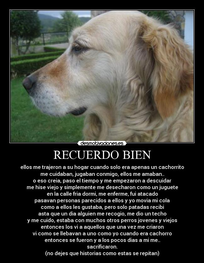 RECUERDO BIEN - ellos me trajeron a su hogar cuando solo era apenas un cachorrito
me cuidaban, jugaban conmigo, ellos me amaban..
o eso creia, paso el tiempo y me empezaron a descuidar
me hise viejo y simplemente me desecharon como un juguete
en la calle fria dormi, me enferme, fui atacado
pasavan personas parecidos a ellos y yo movia mi cola
como a ellos les gustaba, pero solo patadas recibi
asta que un dia alguien me recogio, me dio un techo
y me cuido, estaba con muchos otros perros jovenes y viejos
entonces los vi a aquellos que una vez me criaron
vi como se llebavan a uno como yo cuando era cachorro
entonces se fueron y a los pocos dias a mi me..
sacrificaron.
(no dejes que historias como estas se repitan)