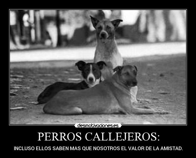 PERROS CALLEJEROS: -
