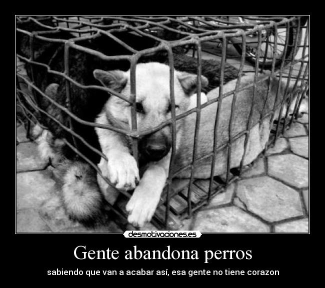 Gente abandona perros - 
