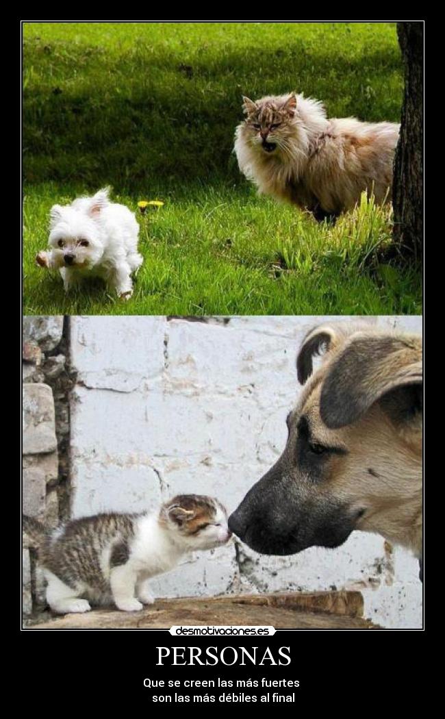 PERSONAS - Que se creen las más fuertes
son las más débiles al final