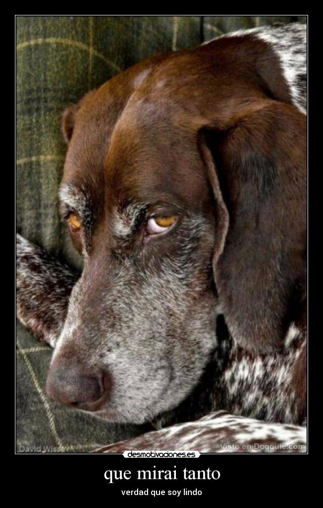 que mirai tanto - verdad que soy lindo