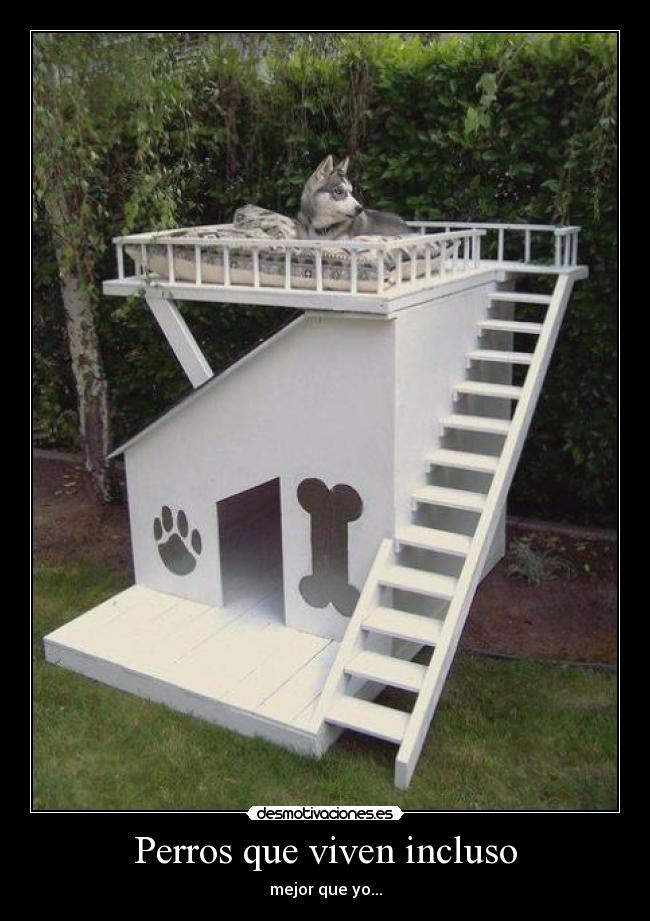 Perros que viven incluso - mejor que yo...