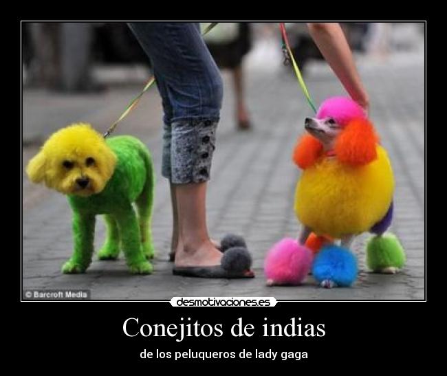 Conejitos de indias -