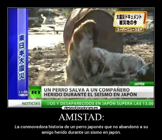 AMISTAD: - La conmovedora historia de un perro japonés que no abandonó a su
amigo herido durante un sismo en japón.