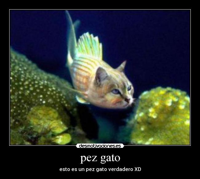 pez gato -