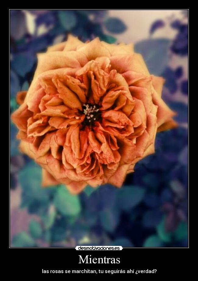 Mientras - las rosas se marchitan, tu seguirás ahí ¿verdad?