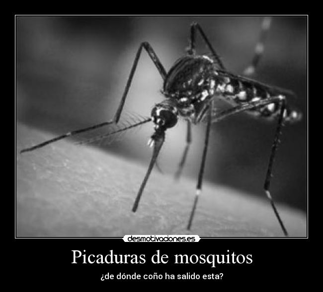 Picaduras de mosquitos - ¿de dónde coño ha salido esta?
