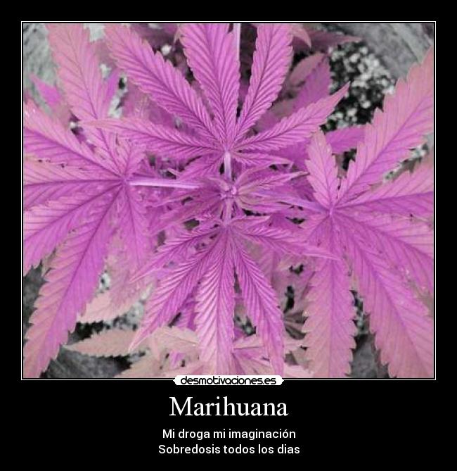 Marihuana -