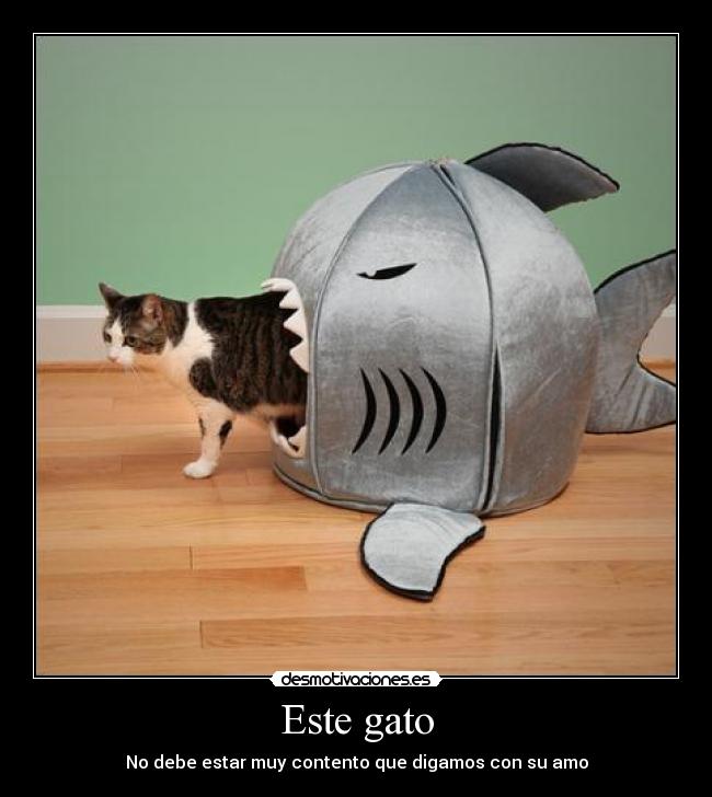 Este gato - 