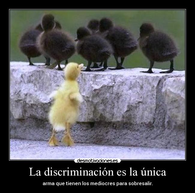 La discriminación es la única -