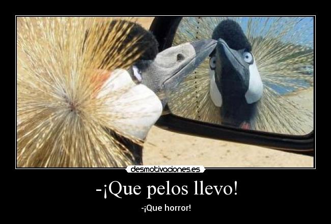 -¡Que pelos llevo! - -¡Que horror!