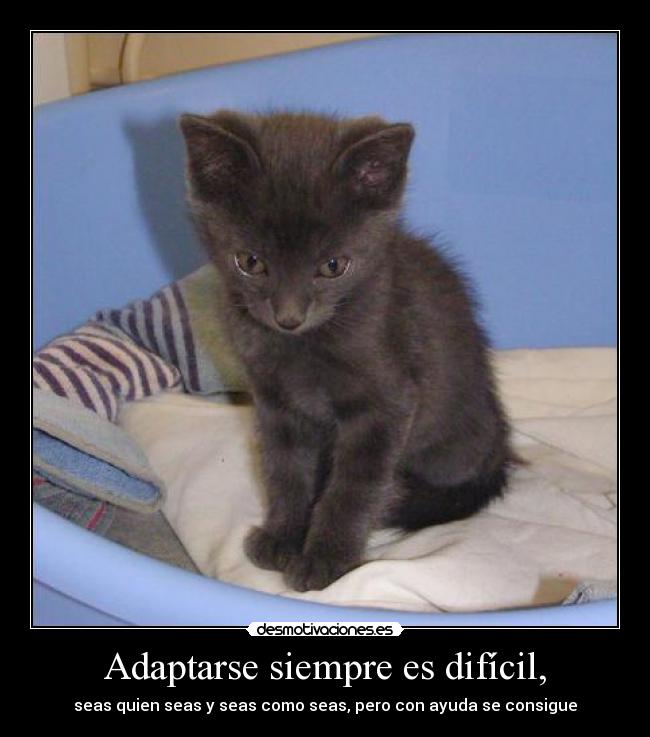 Adaptarse siempre es difícil, -