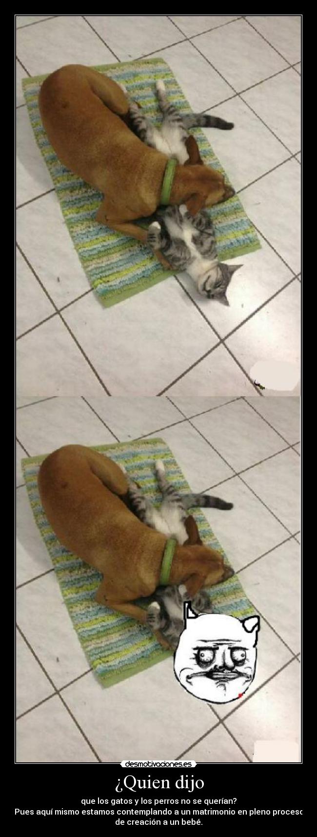 ¿Quien dijo - que los gatos y los perros no se querían?
Pues aquí mismo estamos contemplando a un matrimonio en pleno proceso
de creación a un bebé.