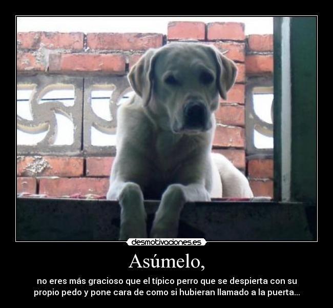Asúmelo, - no eres más gracioso que el típico perro que se despierta con su
propio pedo y pone cara de como si hubieran llamado a la puerta...